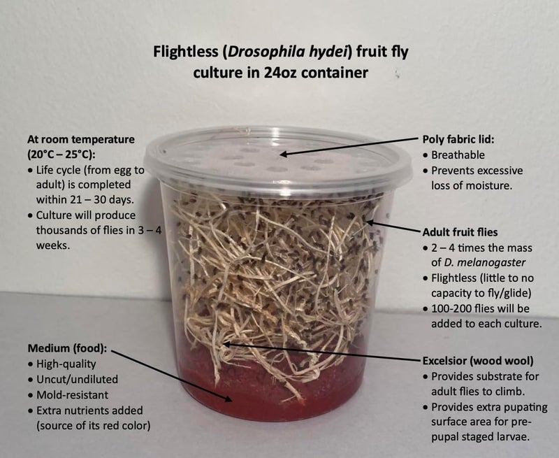 BugBoy4Ever Flightless Fruit Fly (D. hydei) Culture kit - Includes: 1 Complete Culture, 3 containers with lids, 4 oz Dry Medium, Wood Wool, with Directions - Image 4